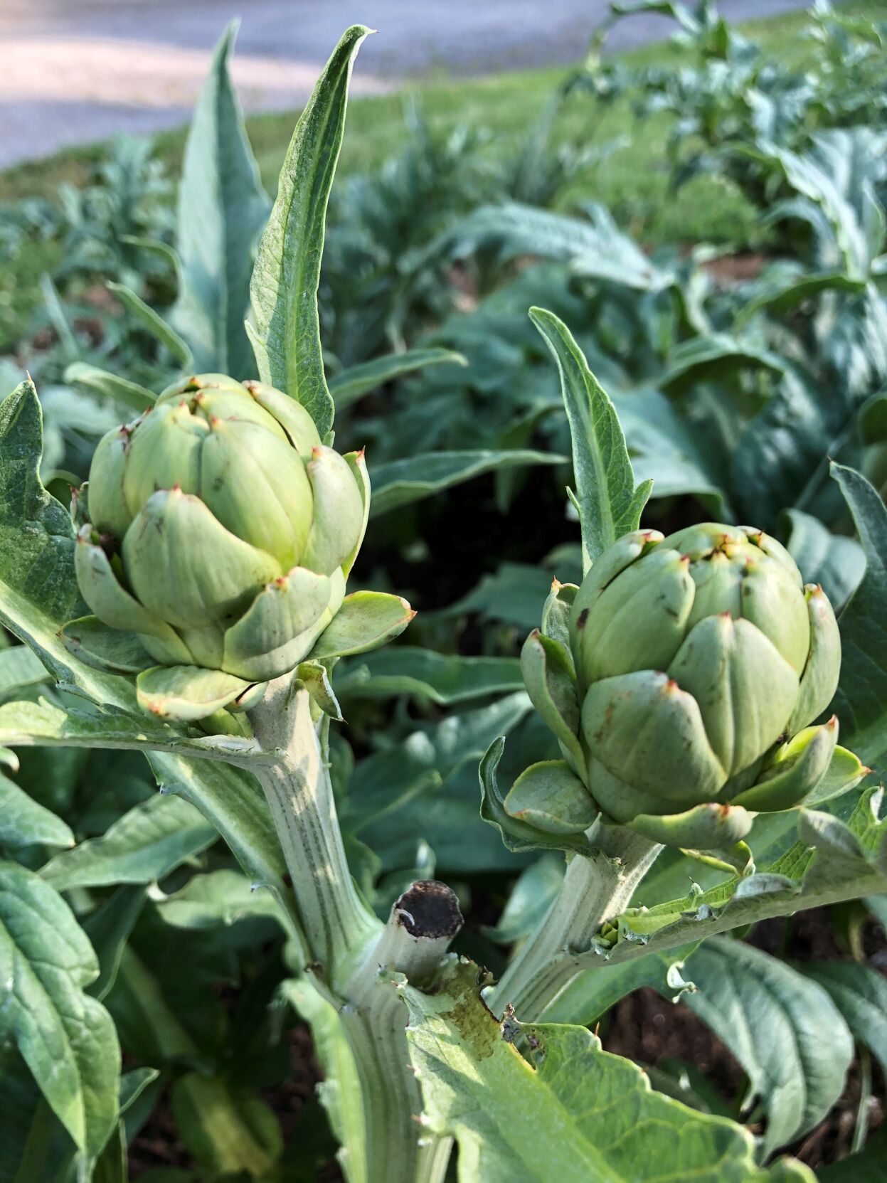 Pandemic garden Murcia artichokes